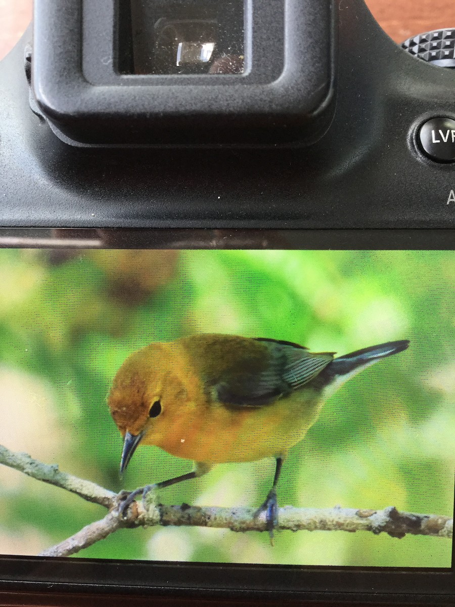 Prothonotary Warbler - Melissa Forehand