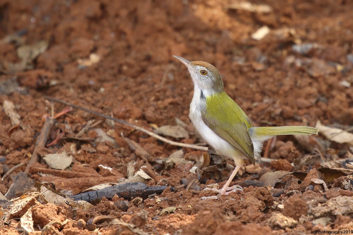 Common Tailorbird - Rahul  Singh