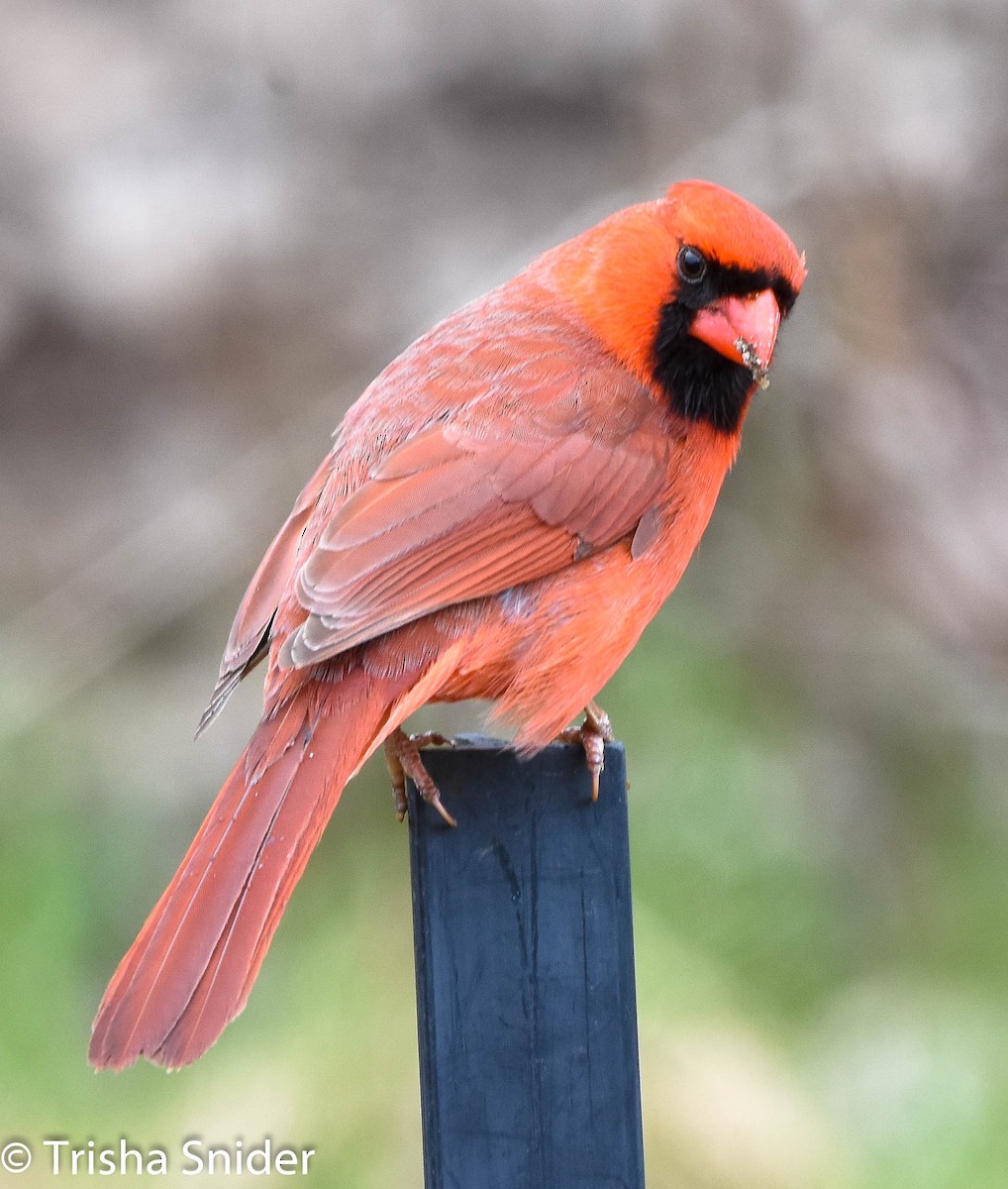 Northern Cardinal - Trish Snider