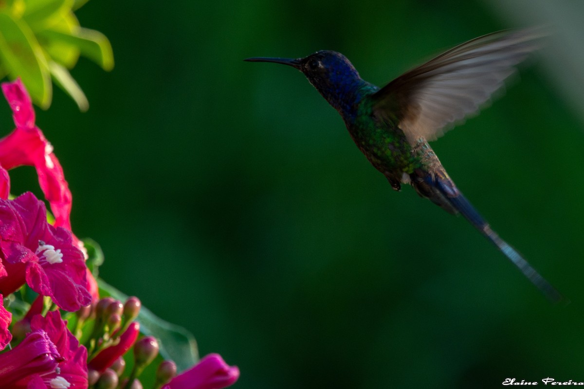 Swallow-tailed Hummingbird - ML153934631