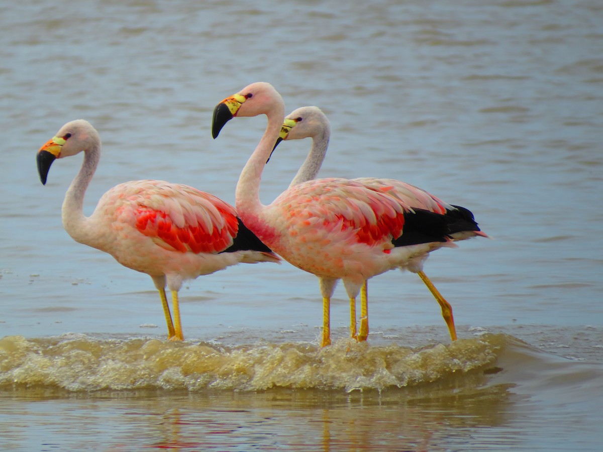 Andean Flamingo - ML153935891