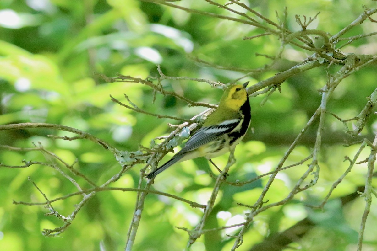 Black-throated Green Warbler - Robbin Mallett