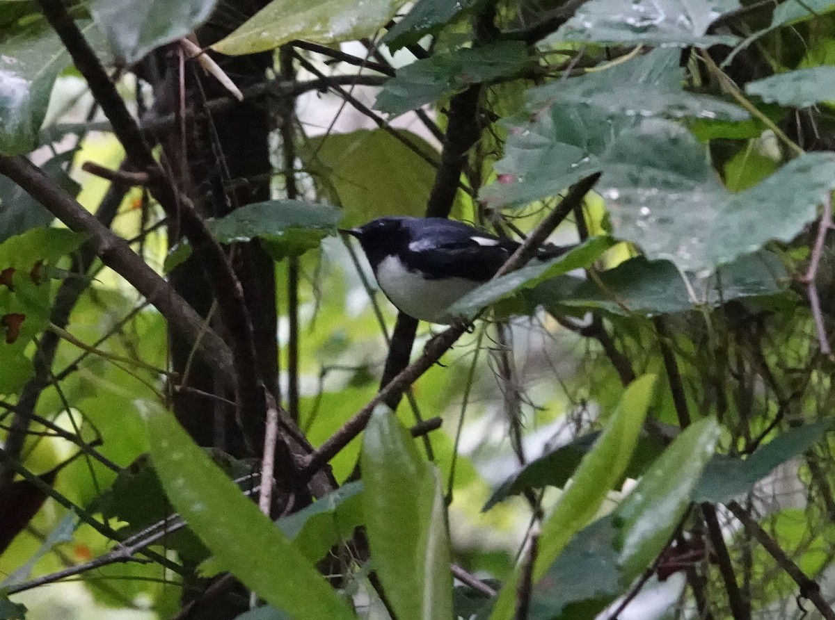 Black-throated Blue Warbler - Thomas Rohtsalu