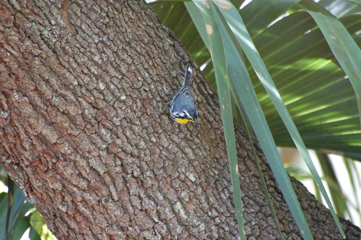 Yellow-throated Warbler - Amber Gyger