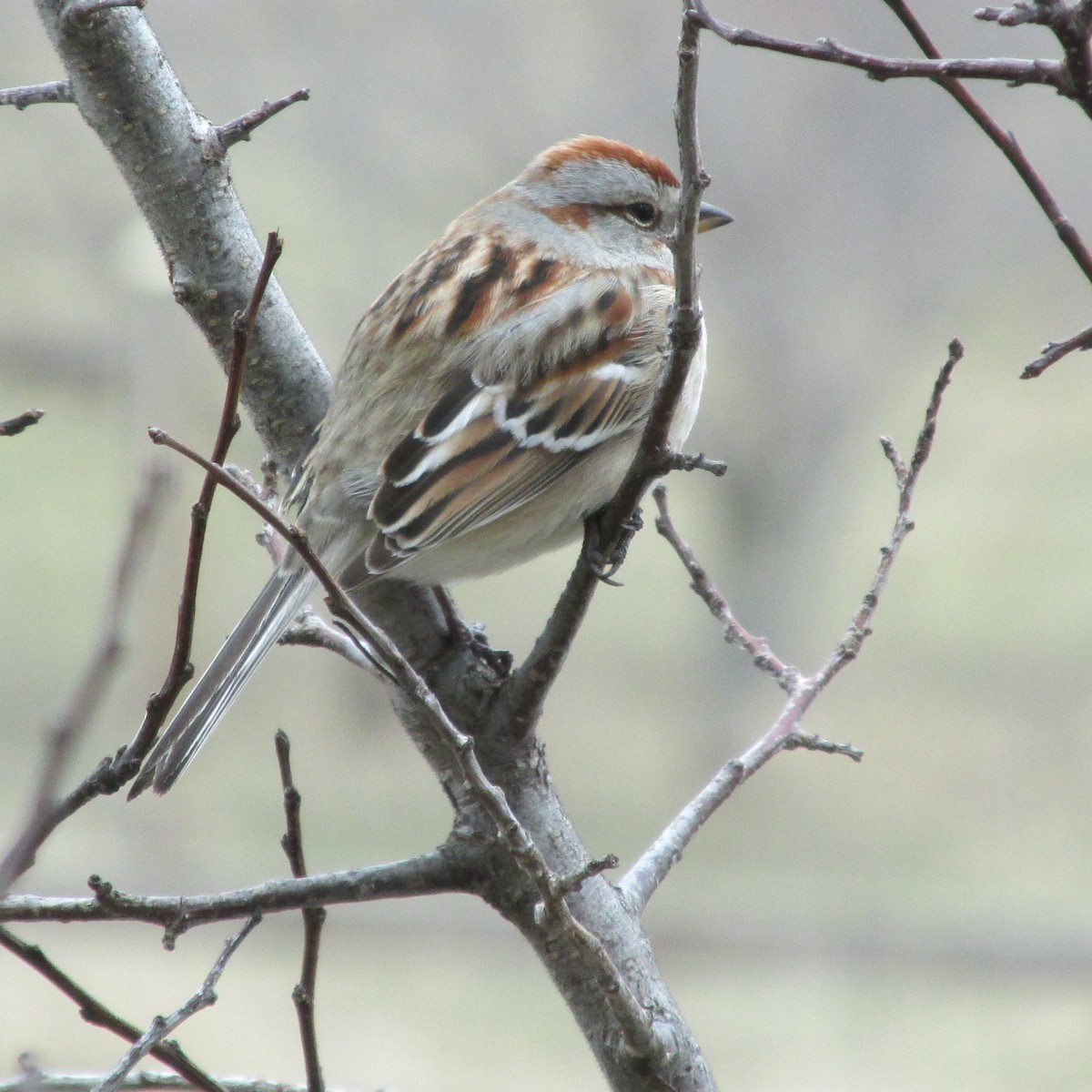 American Tree Sparrow - ML153937461