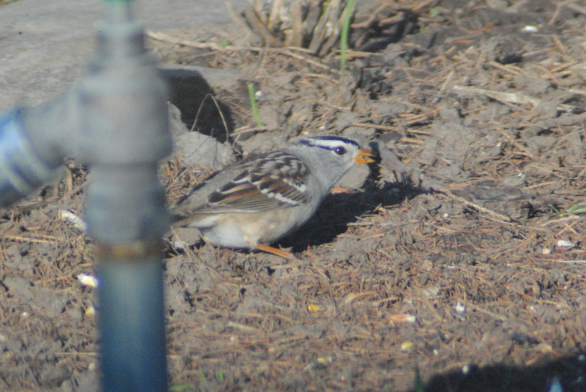 White-crowned Sparrow (Gambel's) - ML153937731