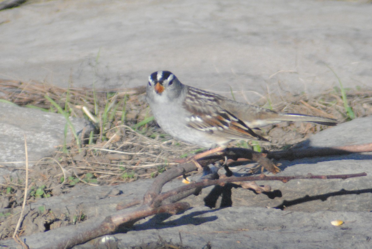 White-crowned Sparrow (Gambel's) - ML153937791