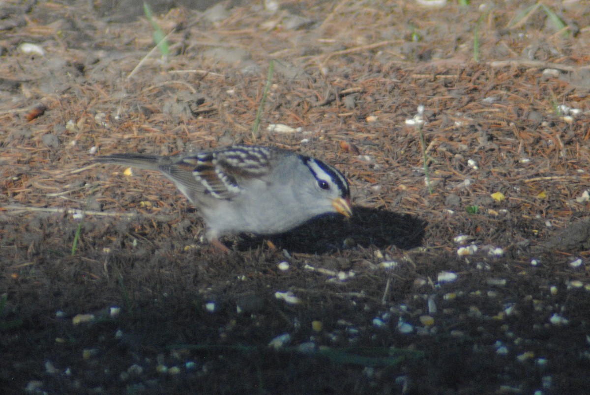 White-crowned Sparrow (Gambel's) - ML153938331