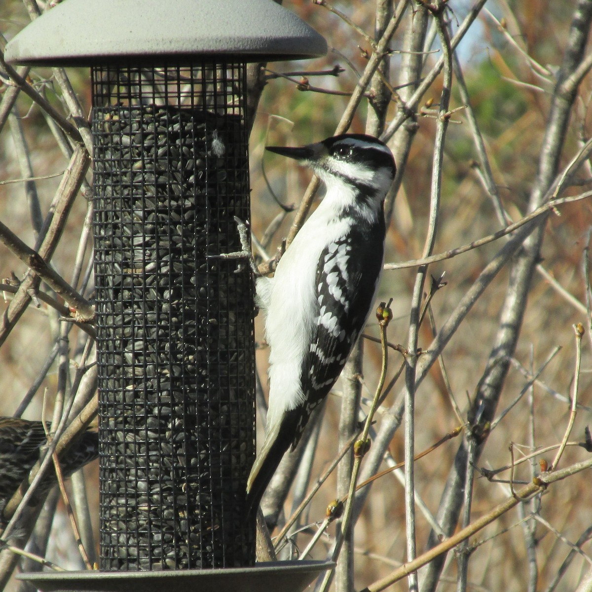 Hairy Woodpecker - Da Eagle