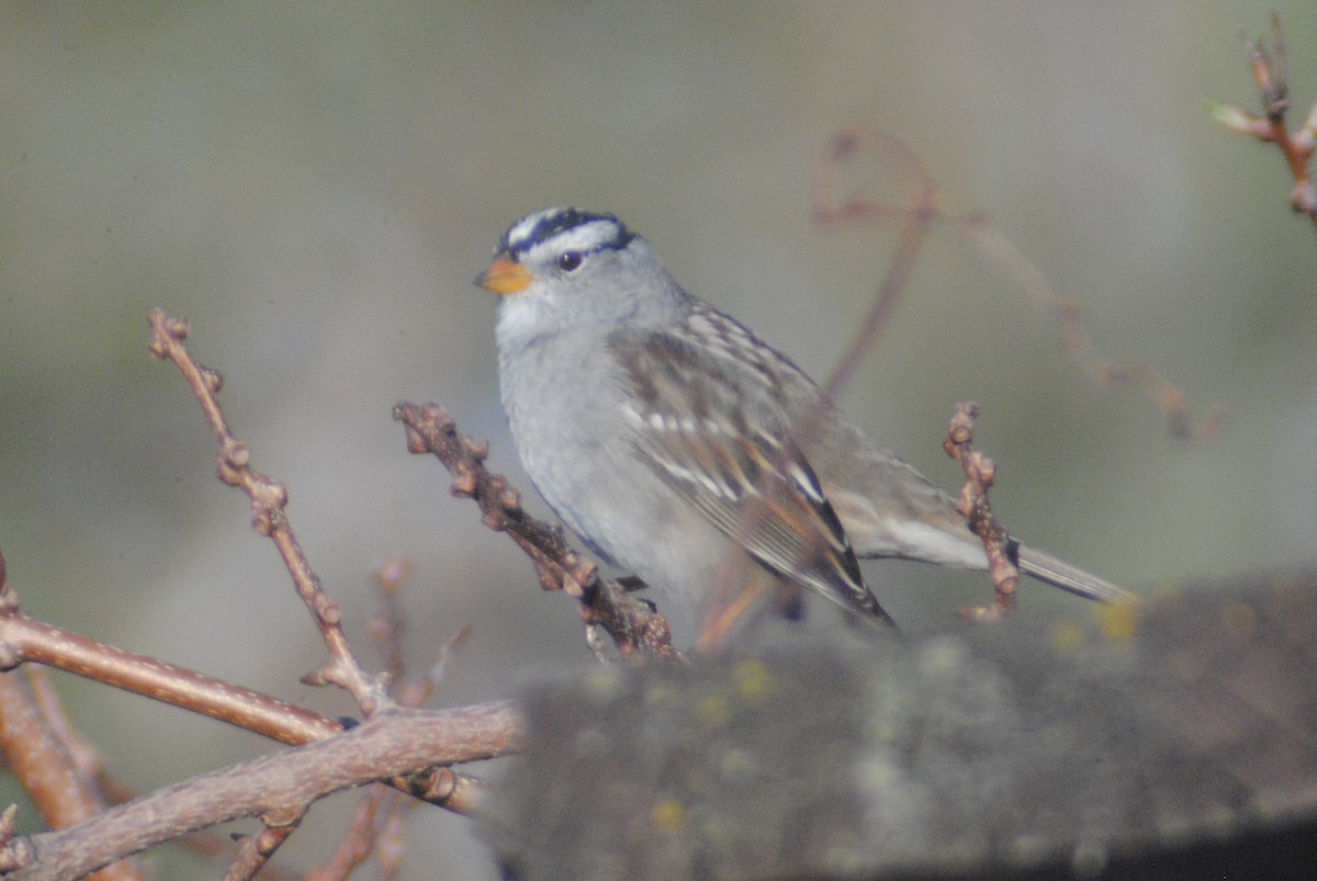 White-crowned Sparrow (Gambel's) - ML153938501