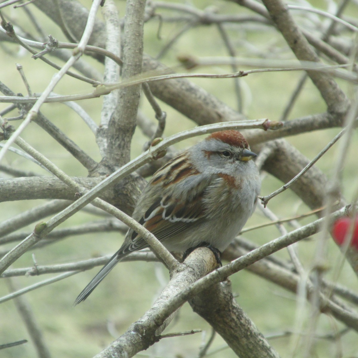 American Tree Sparrow - ML153938621