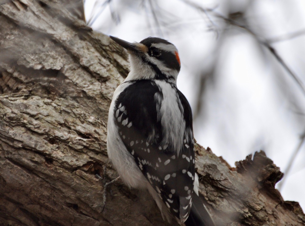 Hairy Woodpecker - Frances Tackaberry