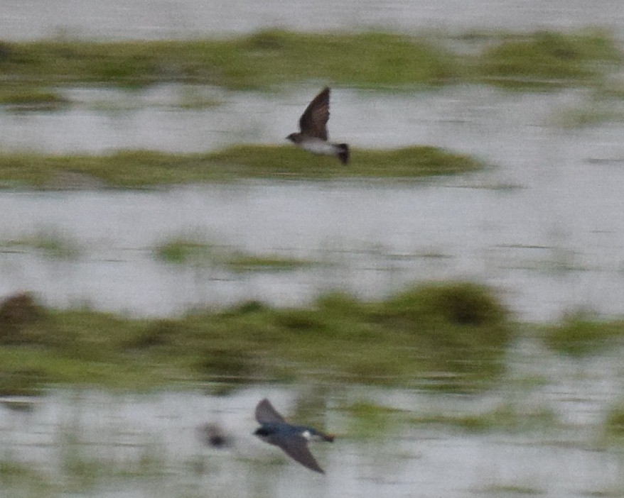 Northern Rough-winged Swallow - ML153939011