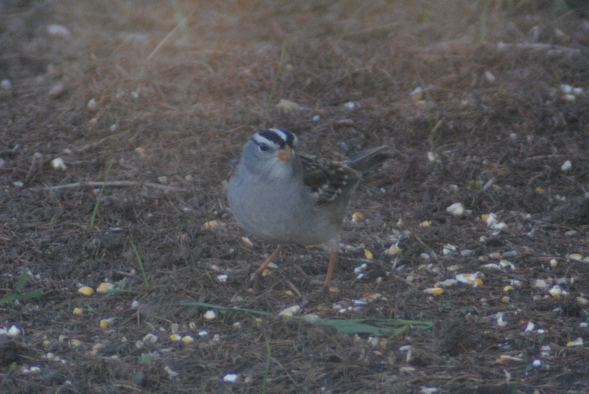 White-crowned Sparrow (Gambel's) - ML153940131