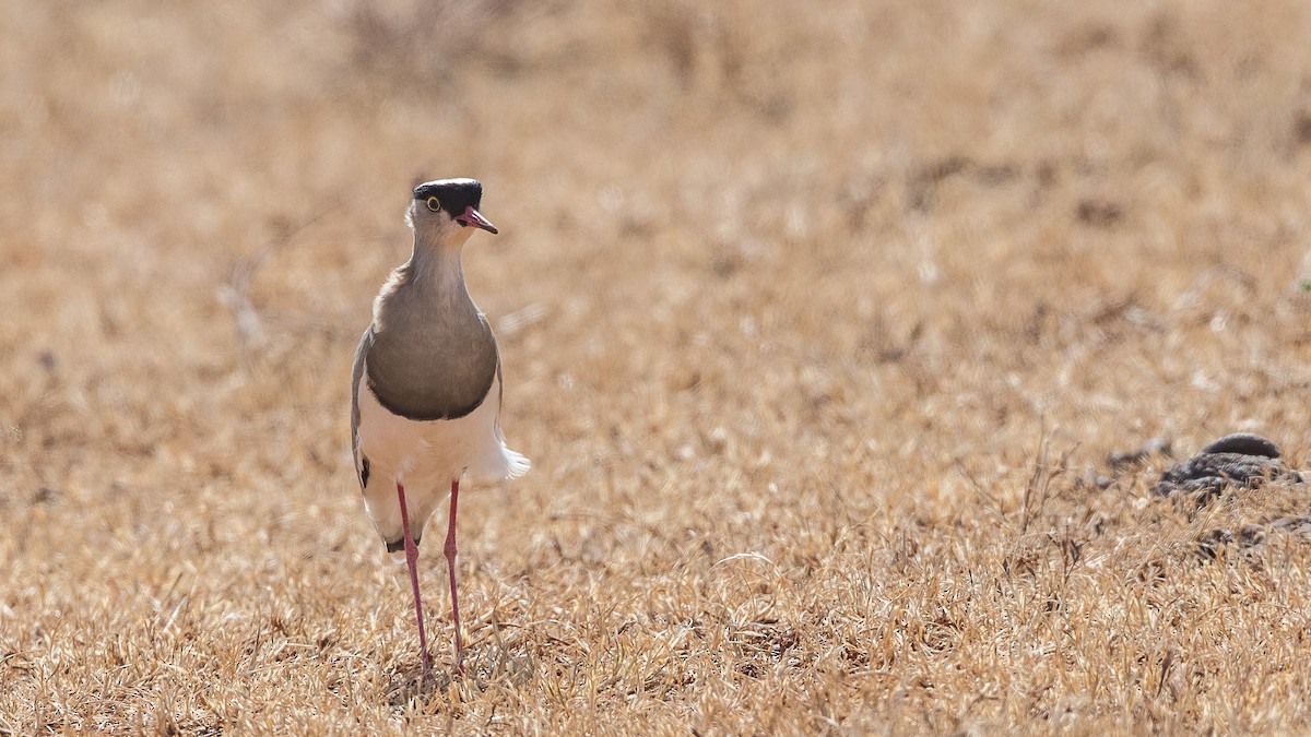 Crowned Lapwing - ML153940651