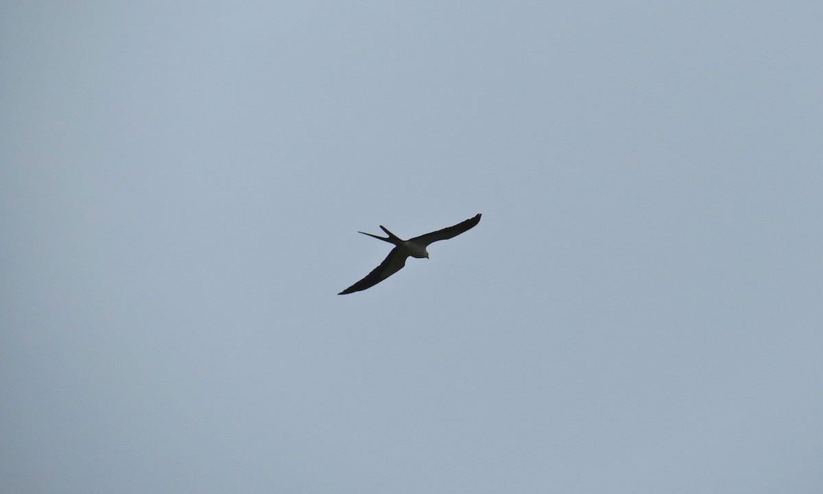 Swallow-tailed Kite - Alan Kneidel