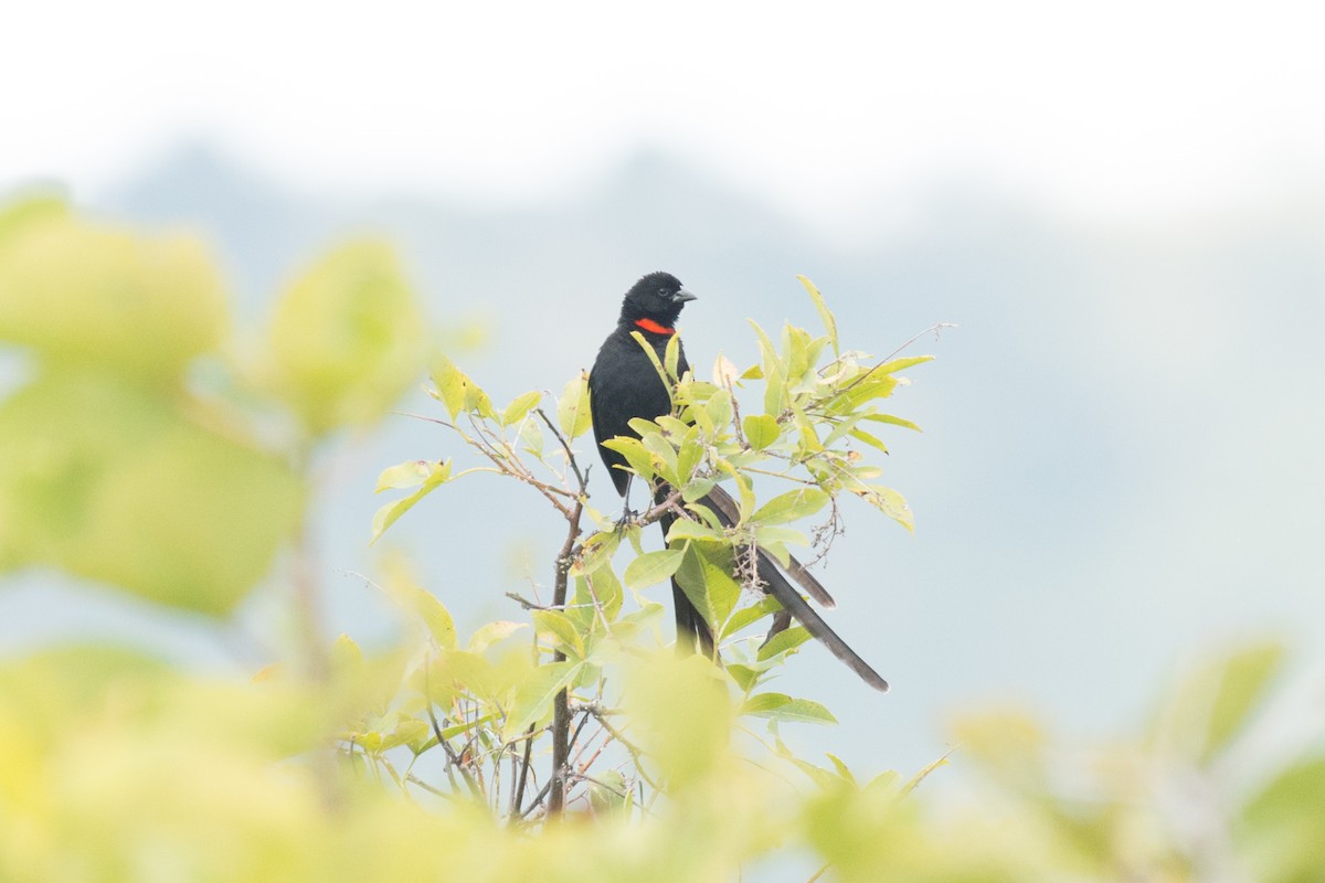 Red-collared Widowbird - John C. Mittermeier
