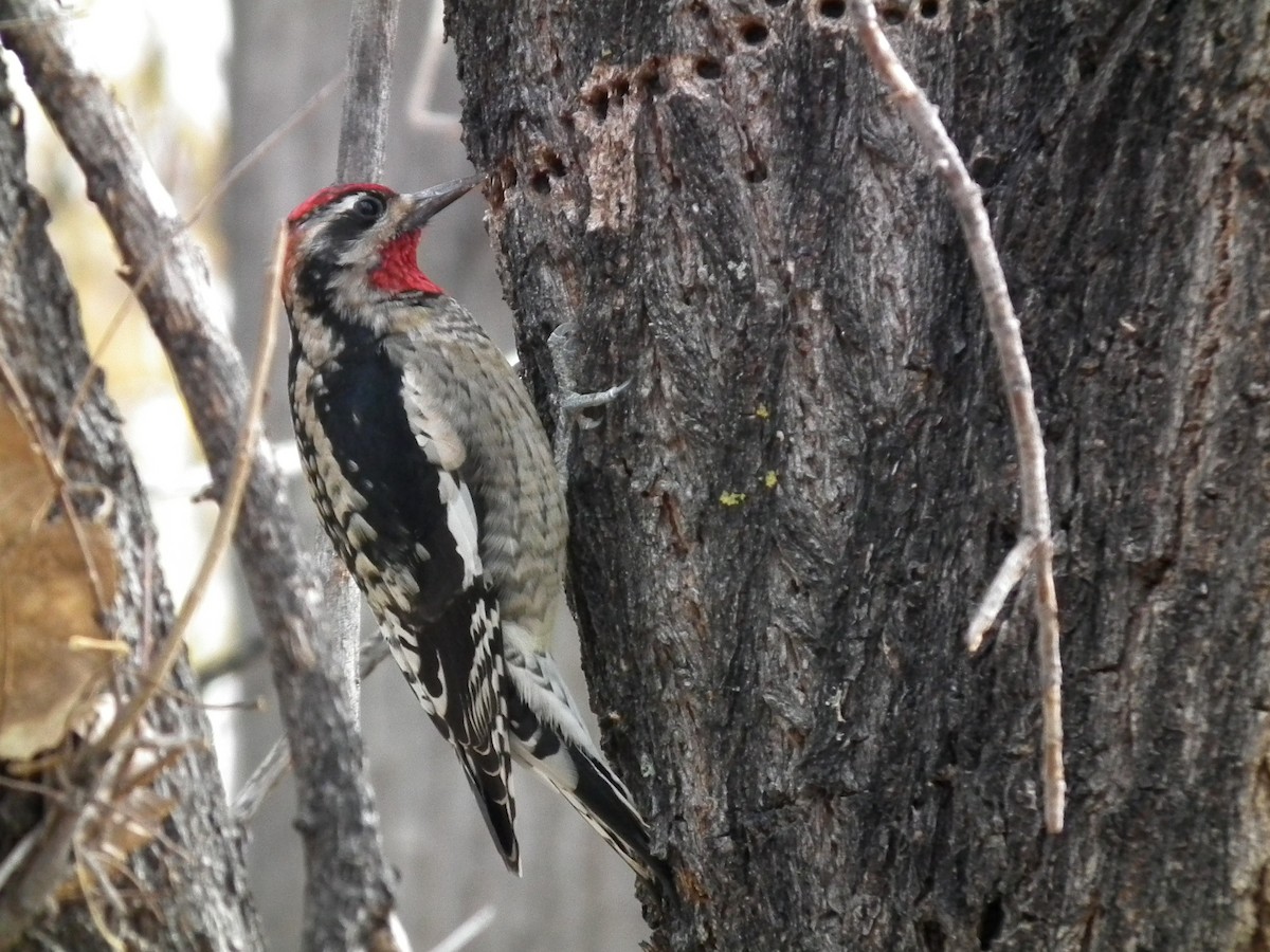 Red-naped Sapsucker - Peter Fang/ Gloria Smith