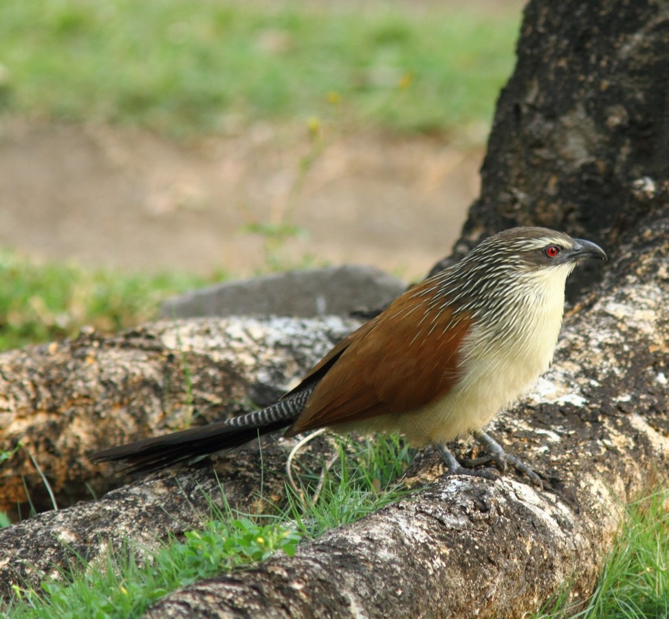 White-browed Coucal - ML153945601