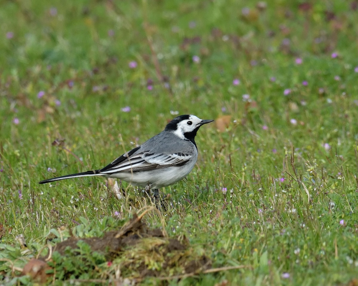 White Wagtail (White-faced) - ML153946321
