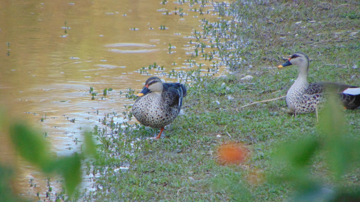 Indian Spot-billed Duck - Krishna Biswas