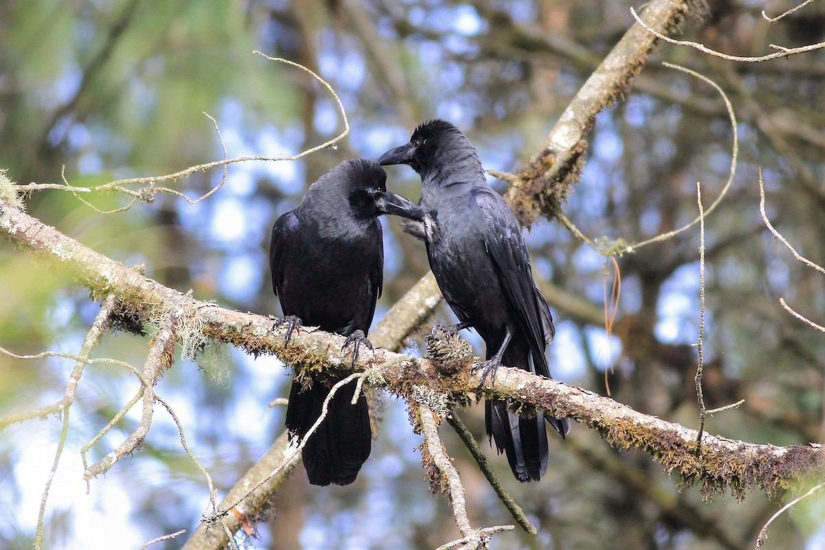 Large-billed Crow - Stefan Hirsch