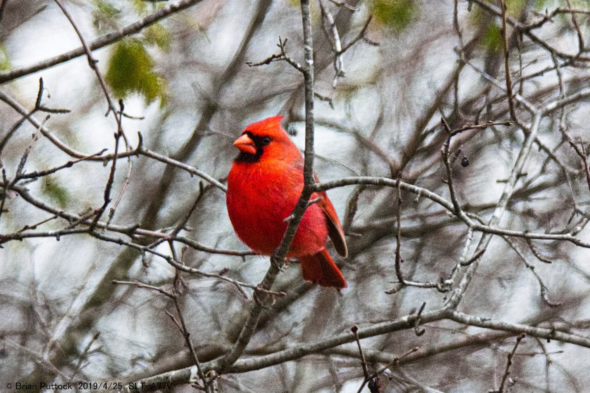Northern Cardinal - brian puttock