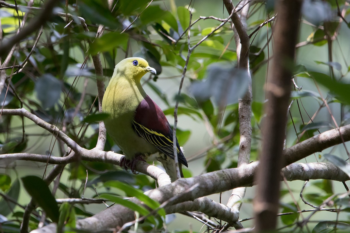 Sri Lanka Green-Pigeon - ML153949211