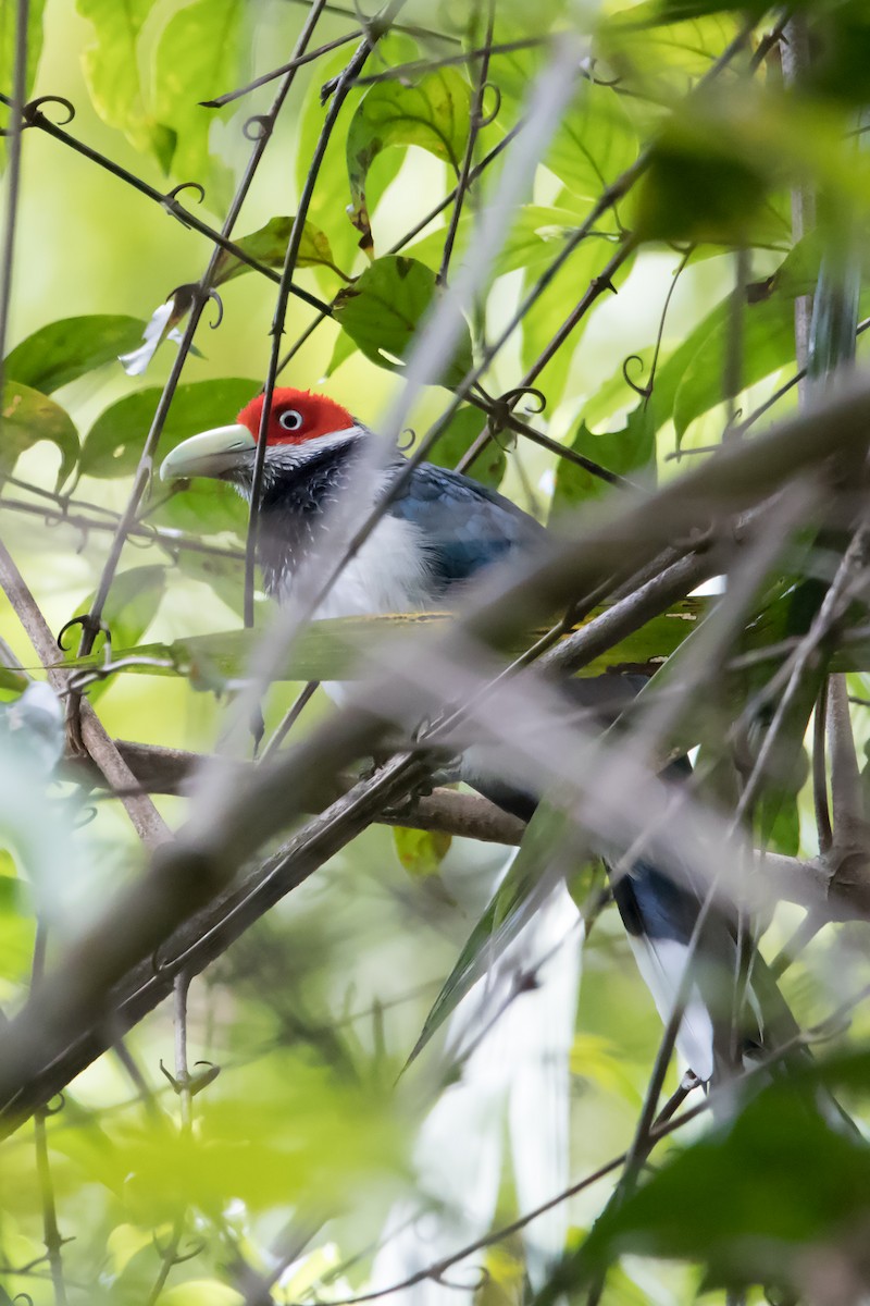 Red-faced Malkoha - ML153949231