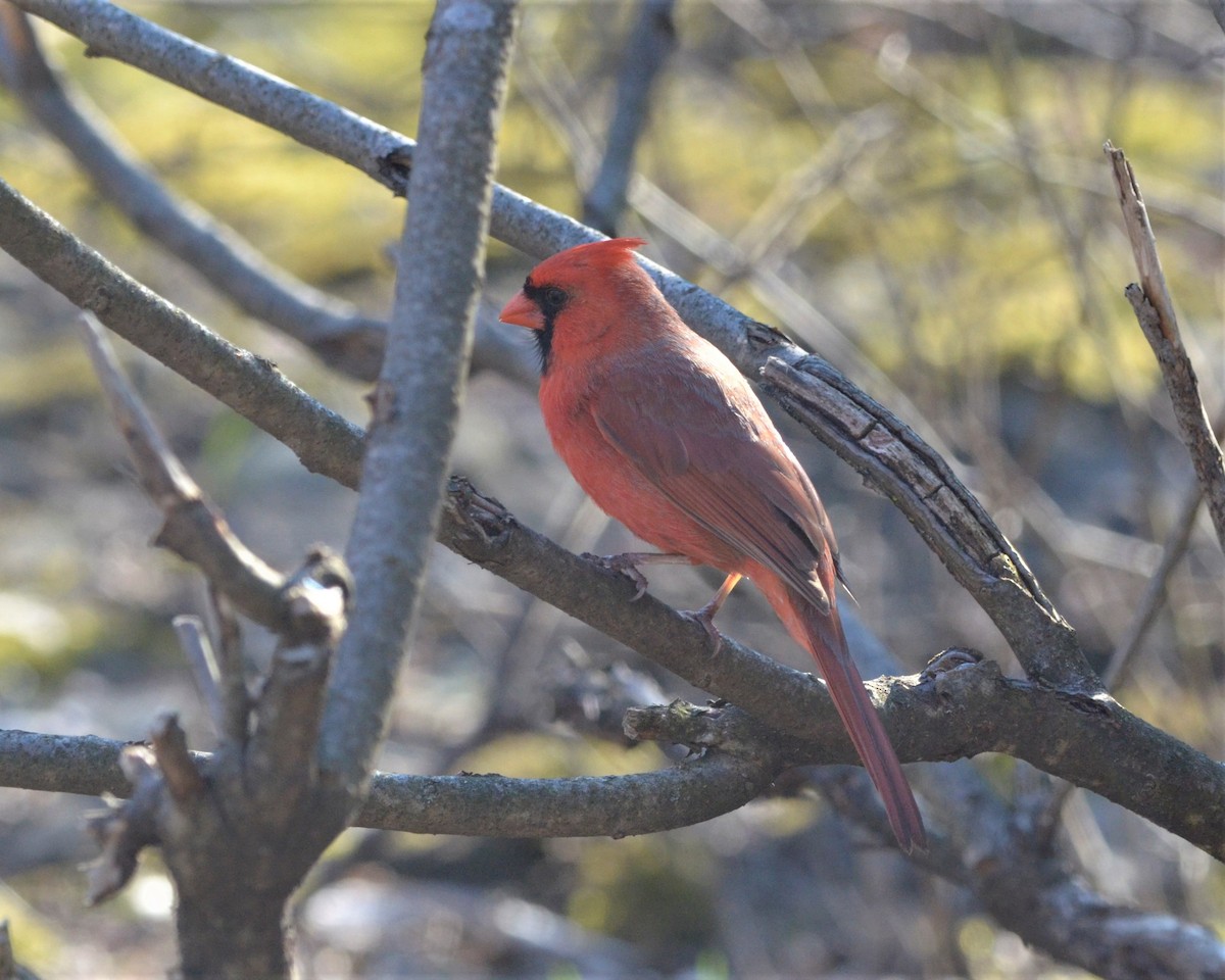 Northern Cardinal - Heather Pickard