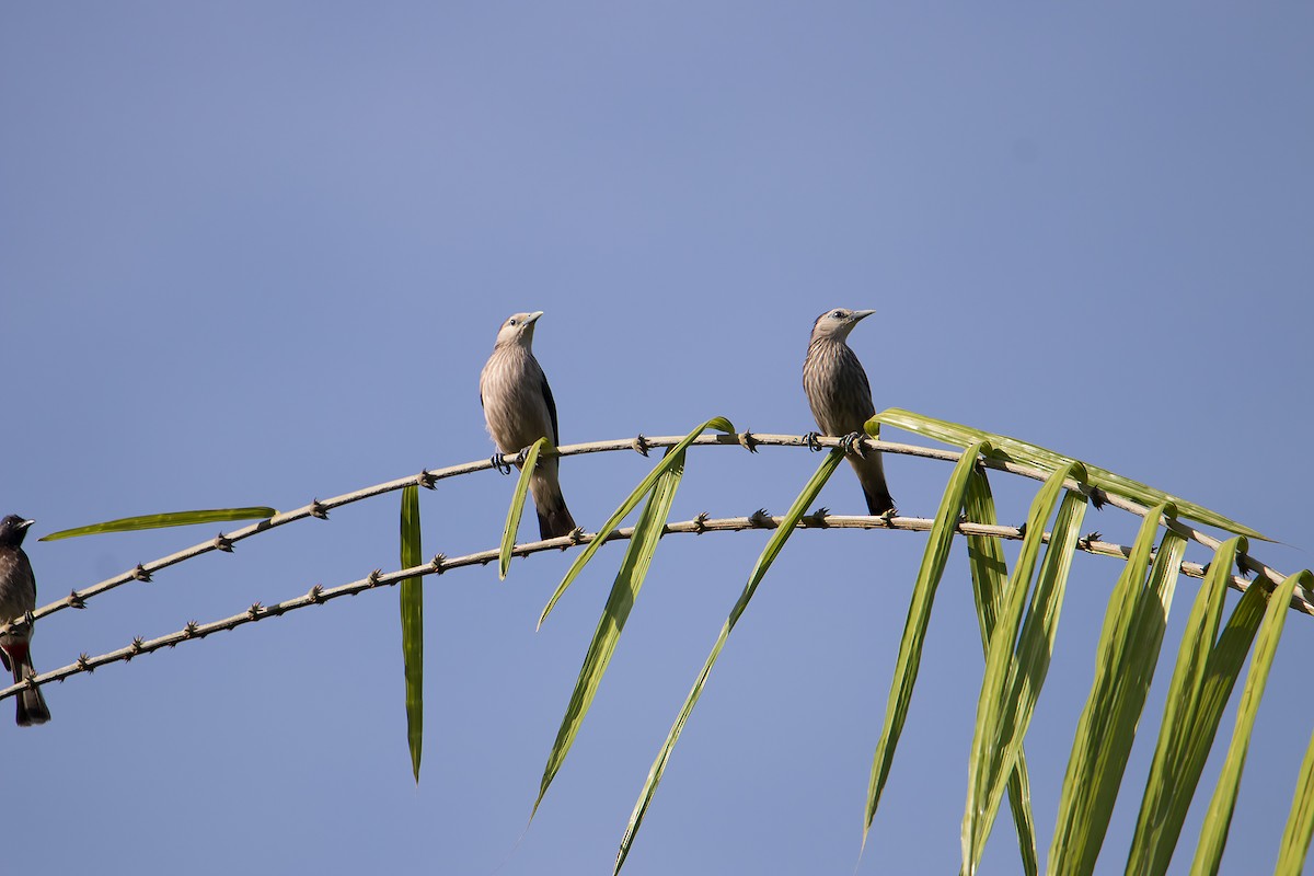 White-faced Starling - ML153949451