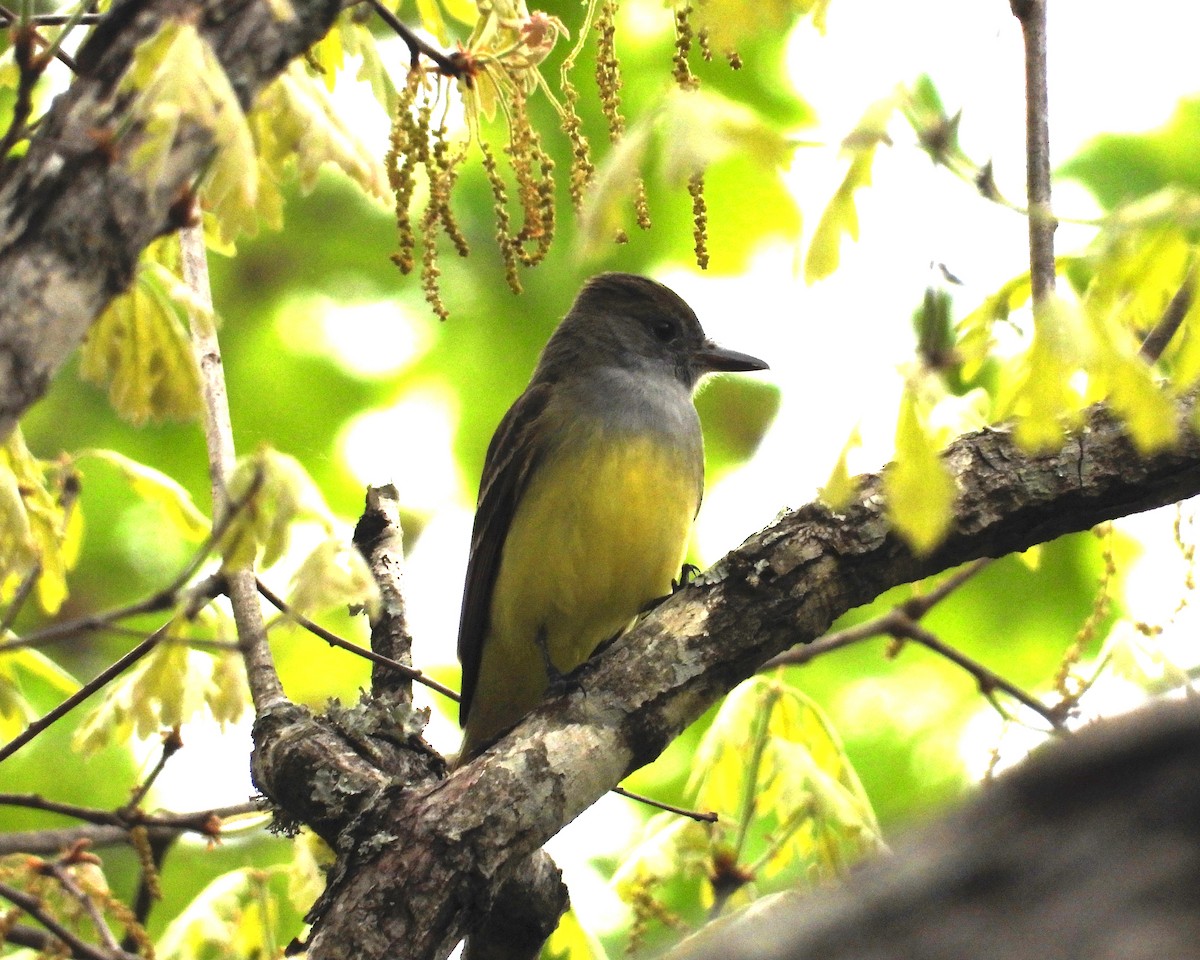 Great Crested Flycatcher - ML153951301