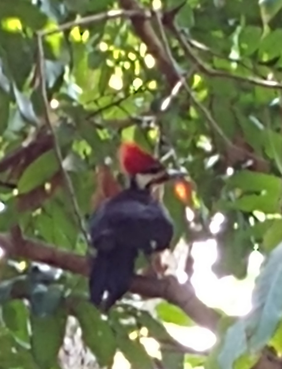 Pileated Woodpecker - Beverly Poppke