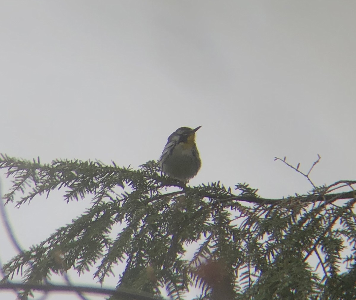 Yellow-throated Warbler - ML153954431