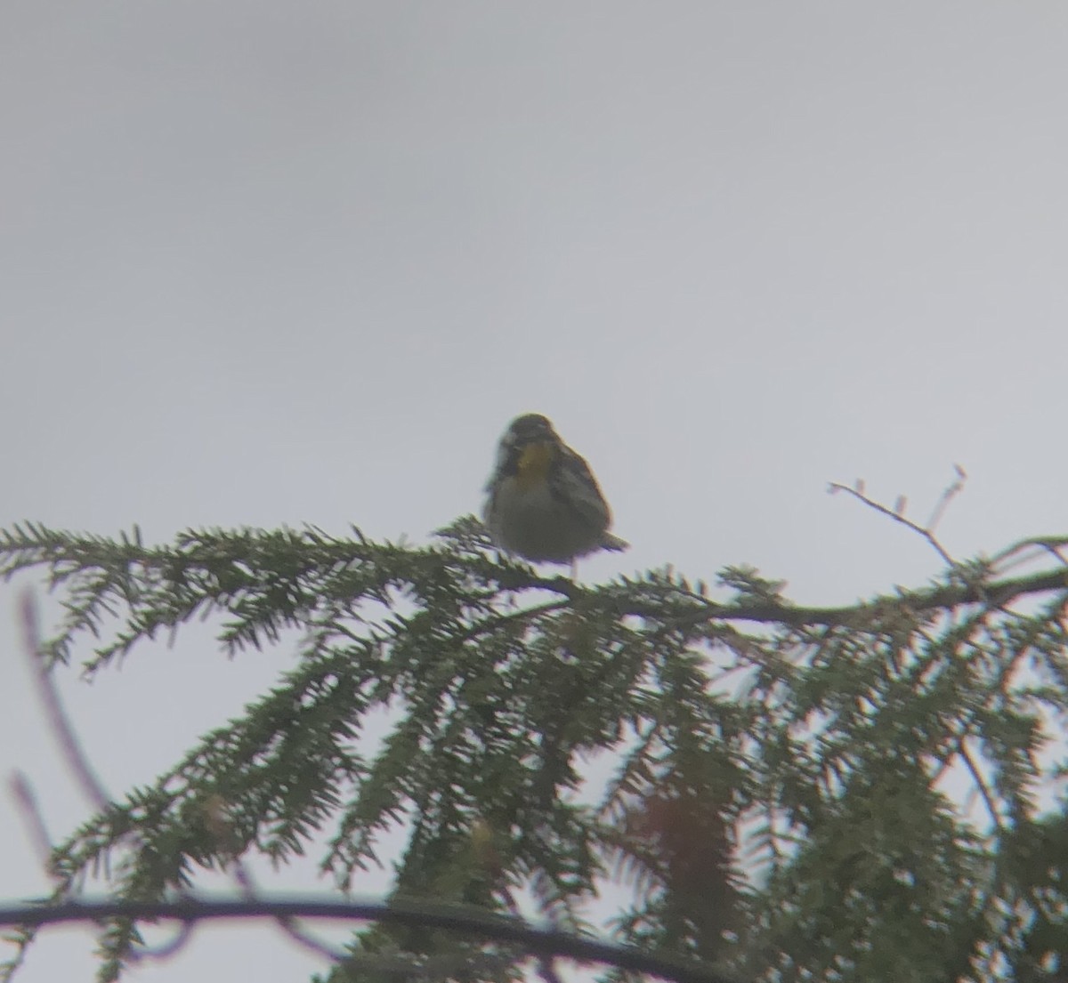 Yellow-throated Warbler - ML153954451