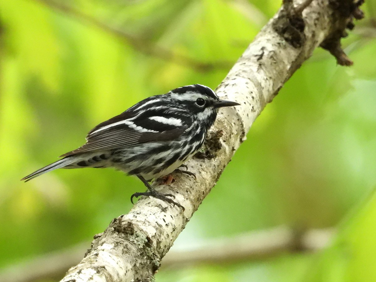 Black-and-white Warbler - ML153954591