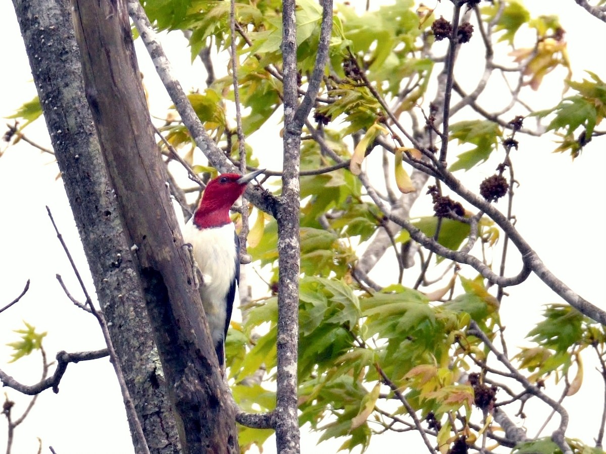 Red-headed Woodpecker - Bob Epperson