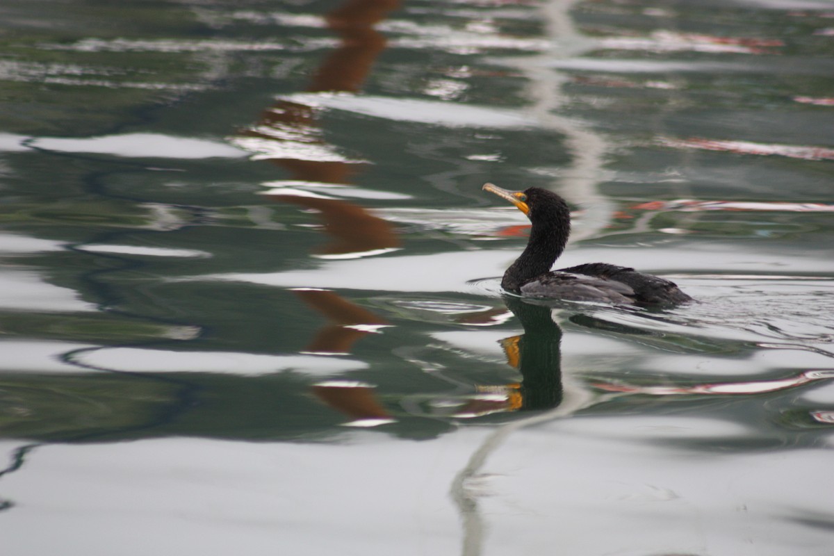 Double-crested Cormorant - Sherry Beswetherick
