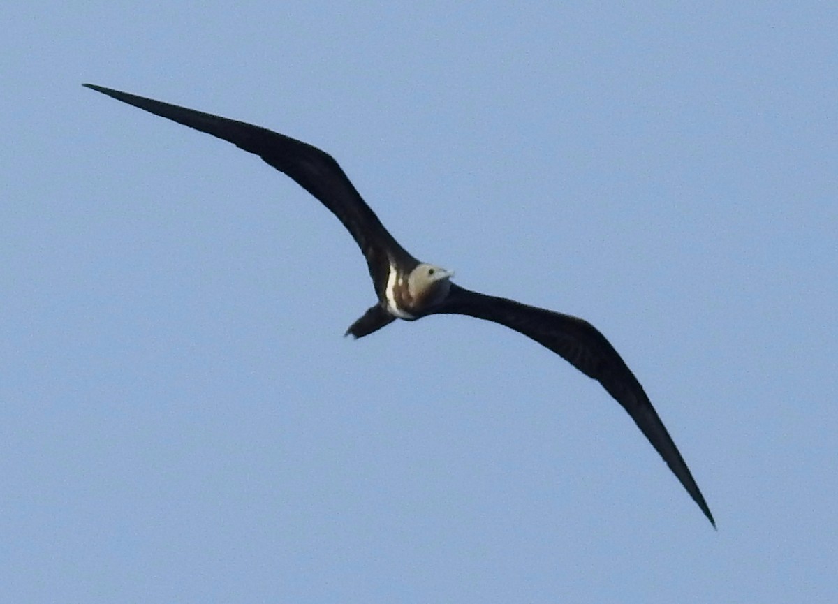 Lesser Frigatebird - Madhu Gupta
