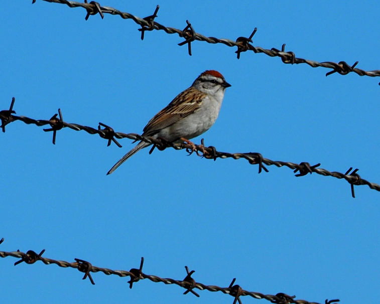 Chipping Sparrow - Leslie S