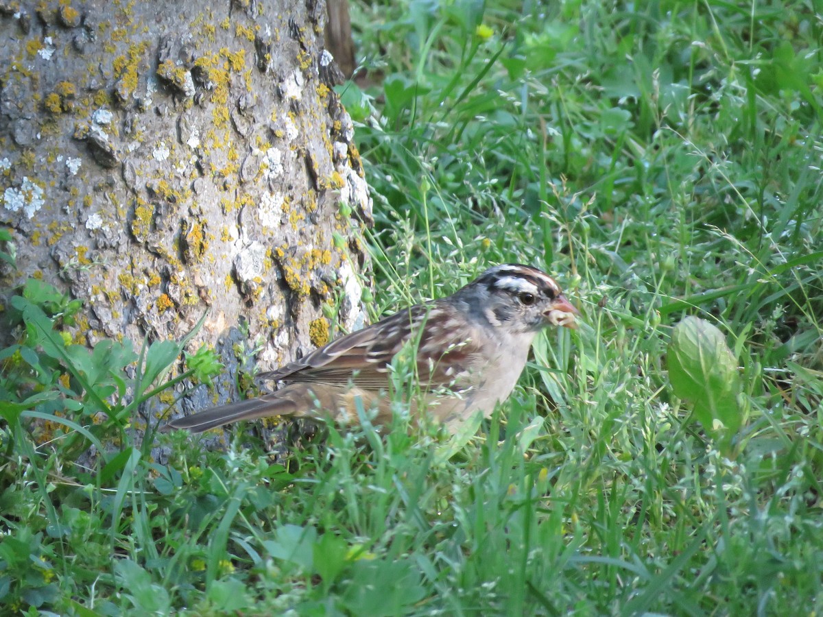 White-crowned Sparrow - Mary Richards