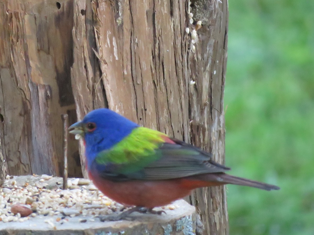 Painted Bunting - Mary Richards