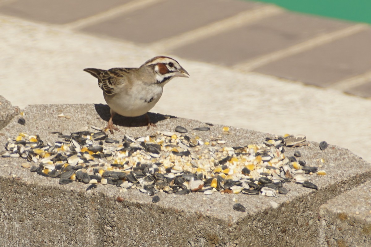 Lark Sparrow - michael fraher