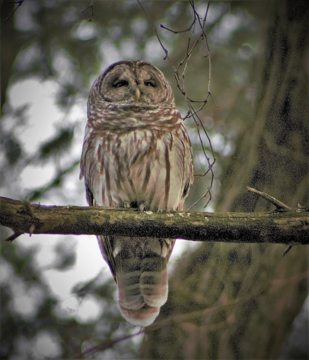 Barred Owl - Theresa Gessing