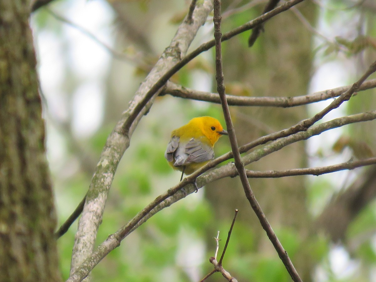 Prothonotary Warbler - Davis Balser