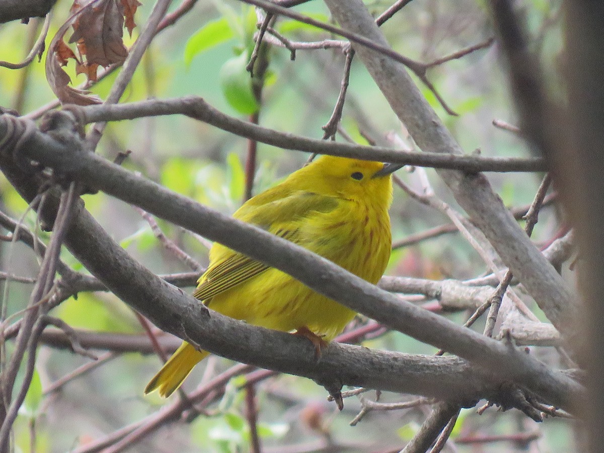 Yellow Warbler - Davis Balser