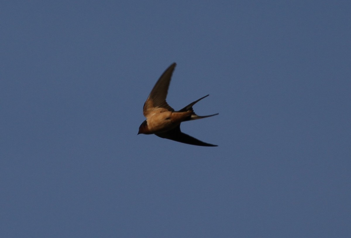 Barn Swallow - Cole  Sites