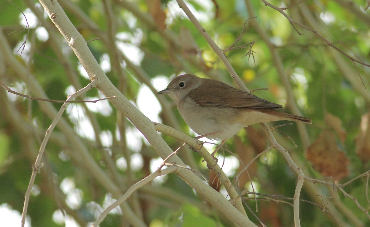 Common Nightingale - Adrien Mauss