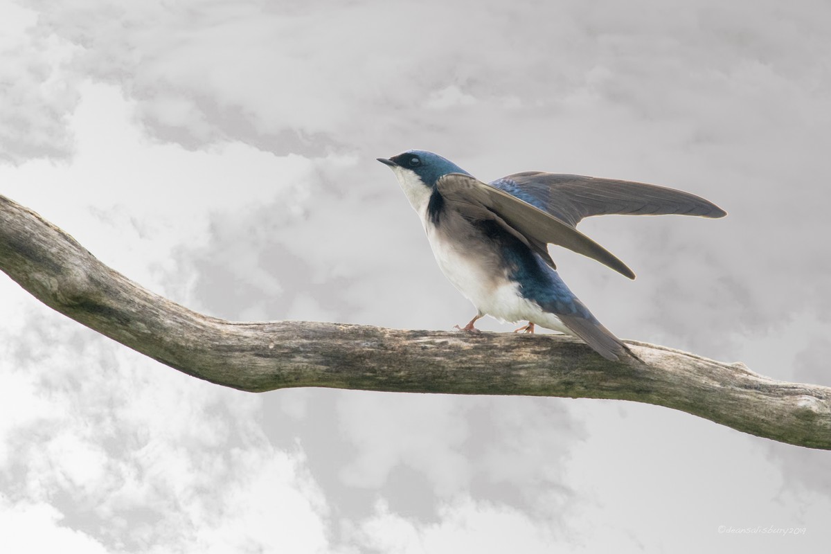 Tree Swallow - Dean Salisbury