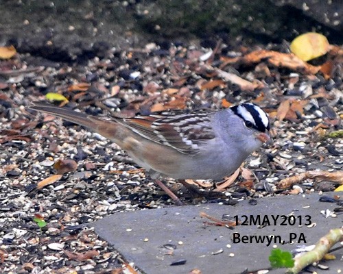 White-crowned Sparrow - Alan Crawford